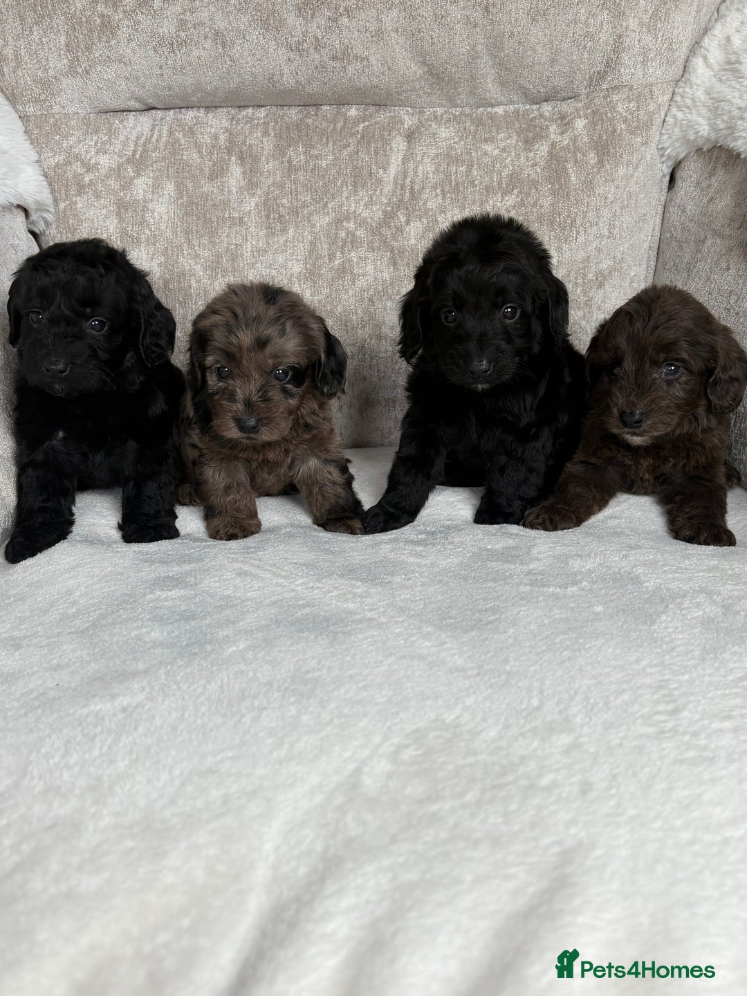 Cockapoo dogs for sale: 😍😍 F1 cockapoo puppies 😍😍 - Image 1