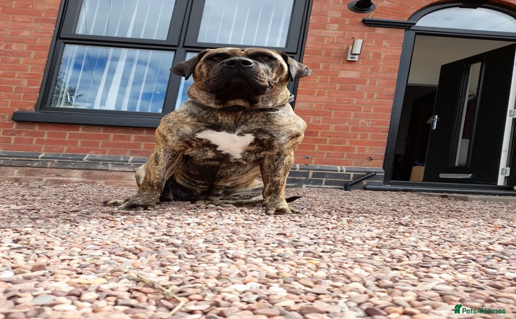 Presa Canario dogs - Advert 1