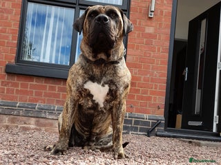 Presa Canario dogs - Advert 1