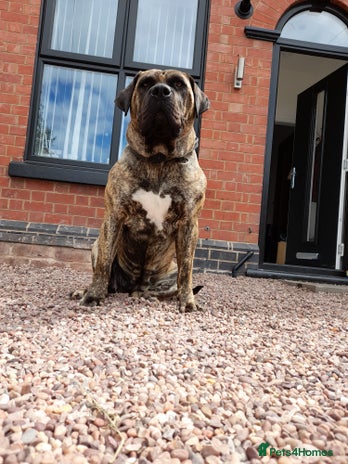 Presa Canario dogs - Advert 1