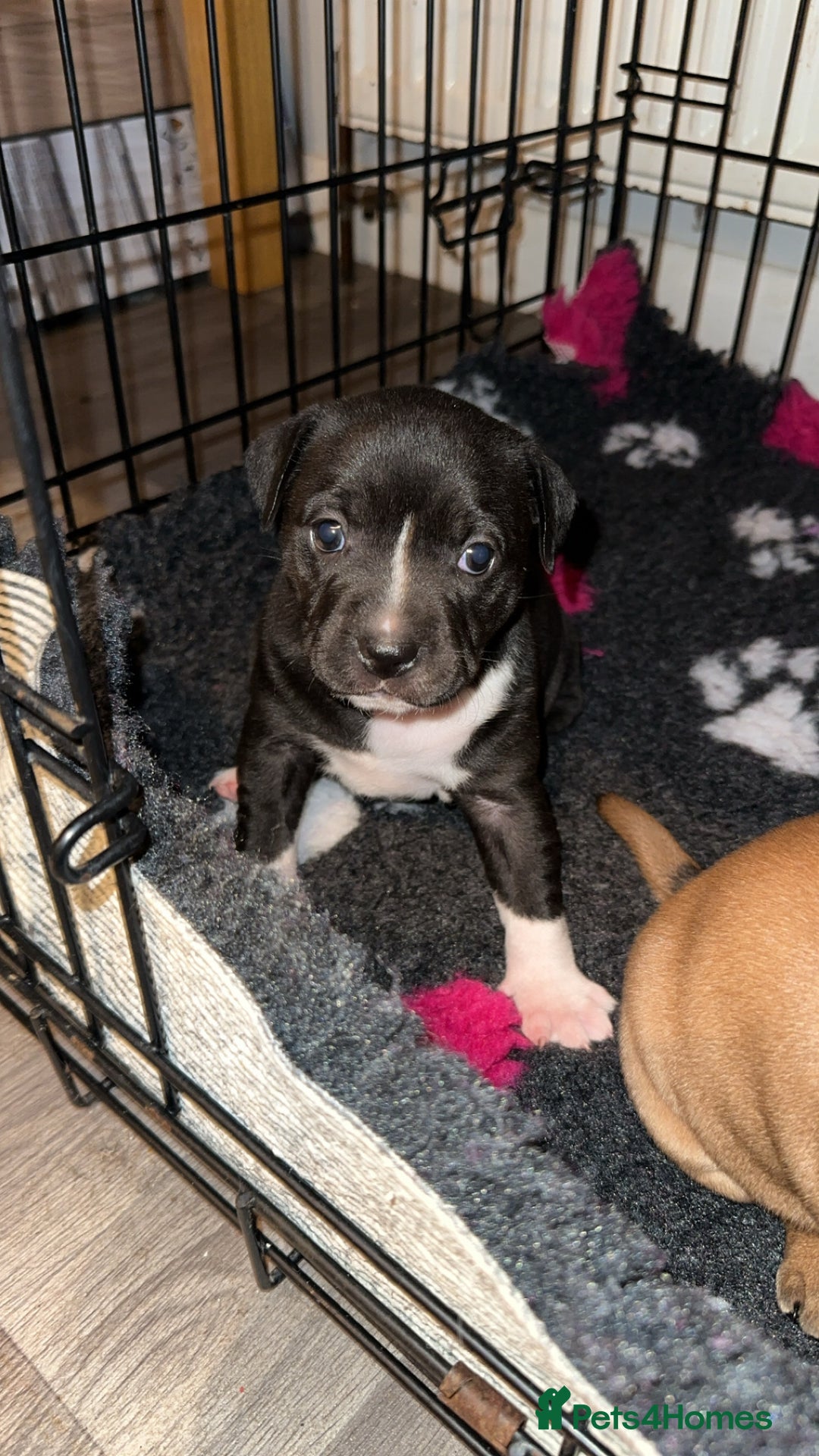 Staffordshire Bull Terrier dogs for sale: Stunning chunky puppies  - Advert 5