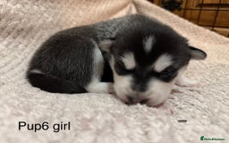Utonagan dogs for sale: Siberian husky x malamute puppies - Image 22
