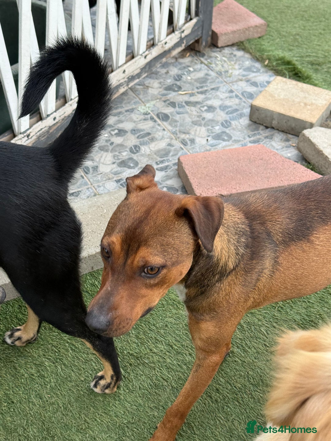 Mixed Breed dogs for adoption: Sweet Gomez looking for Love  - Image 18