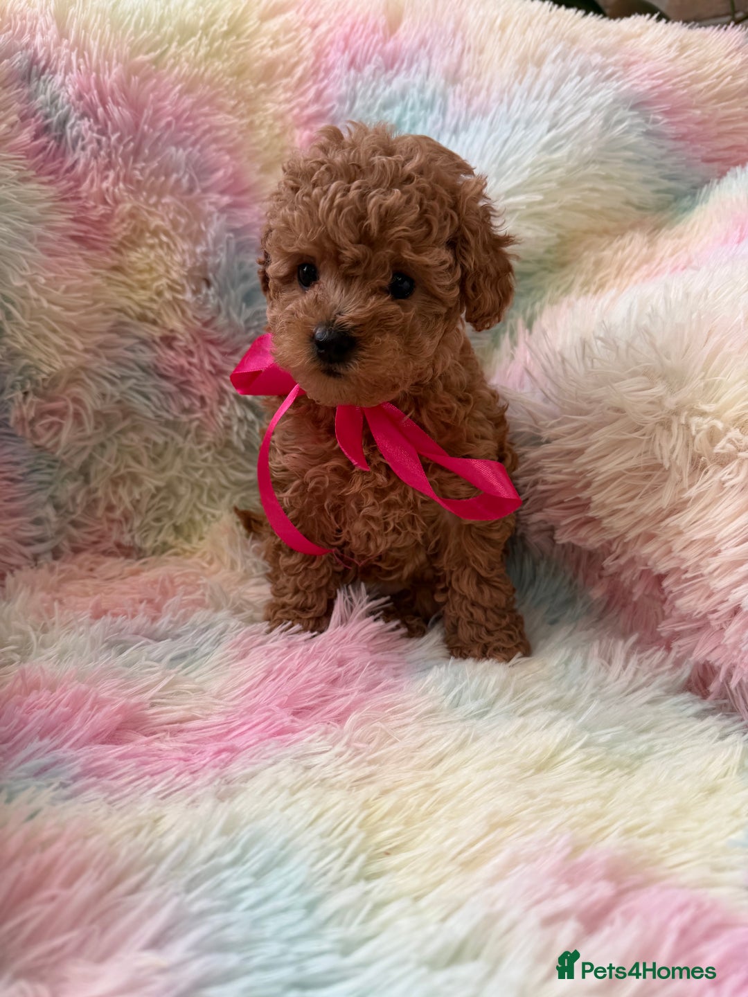 Toy Poodle dogs for sale: Adorable toy 🧸 poodle ✨ - Advert 1
