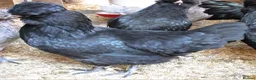 Chickens poultry for sale: large black Araucana pullets(blue/green egg layers - Advert 5