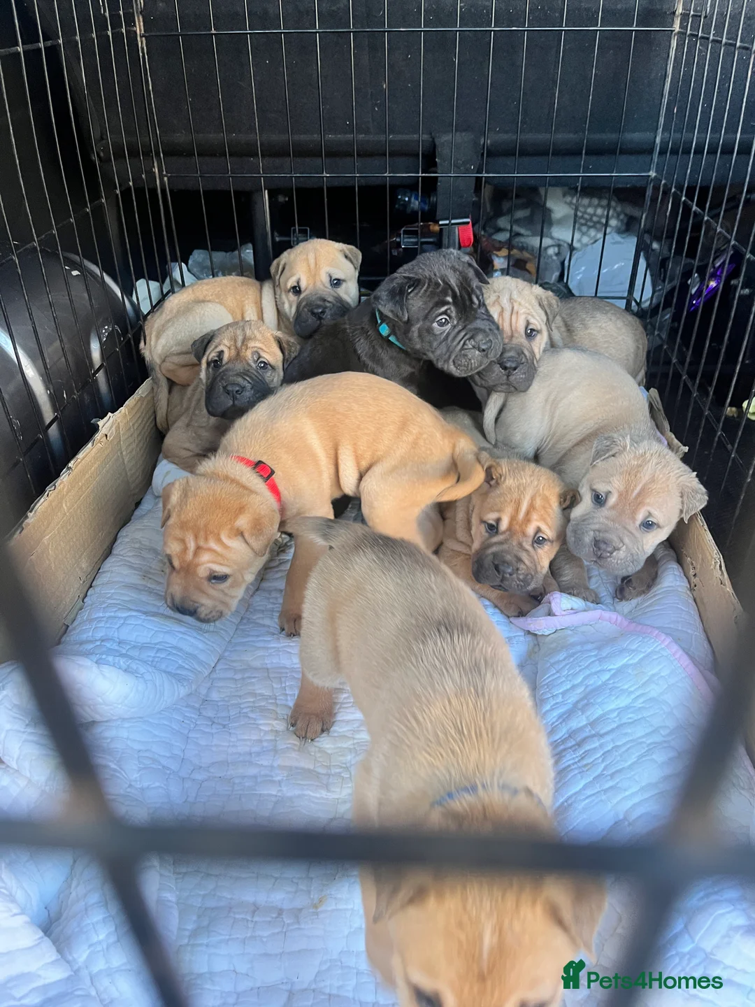 Mixed Breed dogs for sale: Staff/shar pei puppies - Advert 3