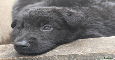German Shepherd dogs - Advert 5