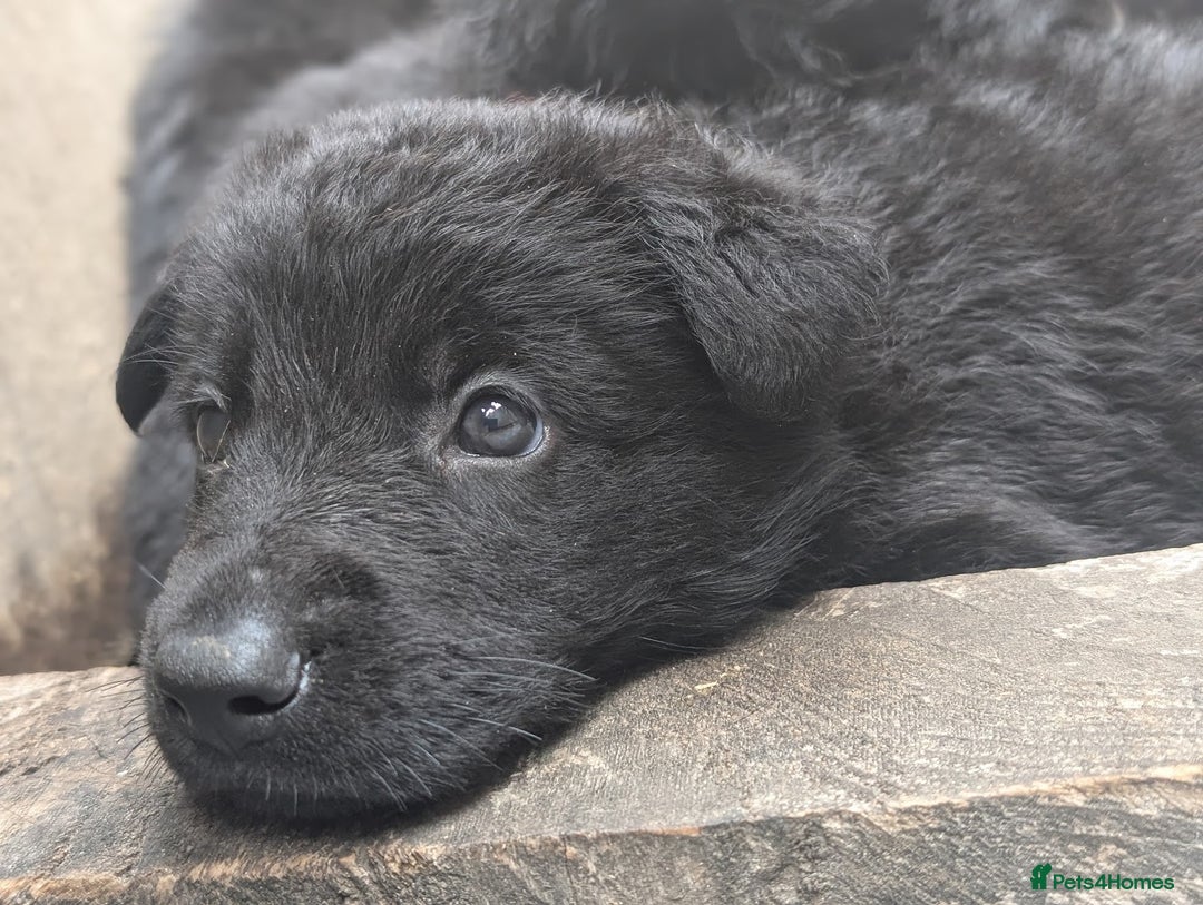 German Shepherd dogs for sale: Gorgeous German Shepherd Puppies - Image 10
