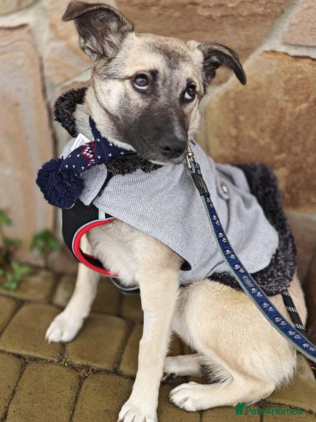 Mixed Breed dogs for adoption: ❤️TILLY -gentle, and affectionate pup❤️ - Advert 7