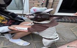 French Bulldog dogs for sale: Lovely Oreo French Buldog  - Image 6