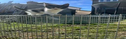 Mixed Breed cats for sale: Batman - Advert 9
