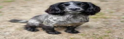 Cocker Spaniel dogs for stud: Blue Roan Cocker Stud  in Alford - Advert 7