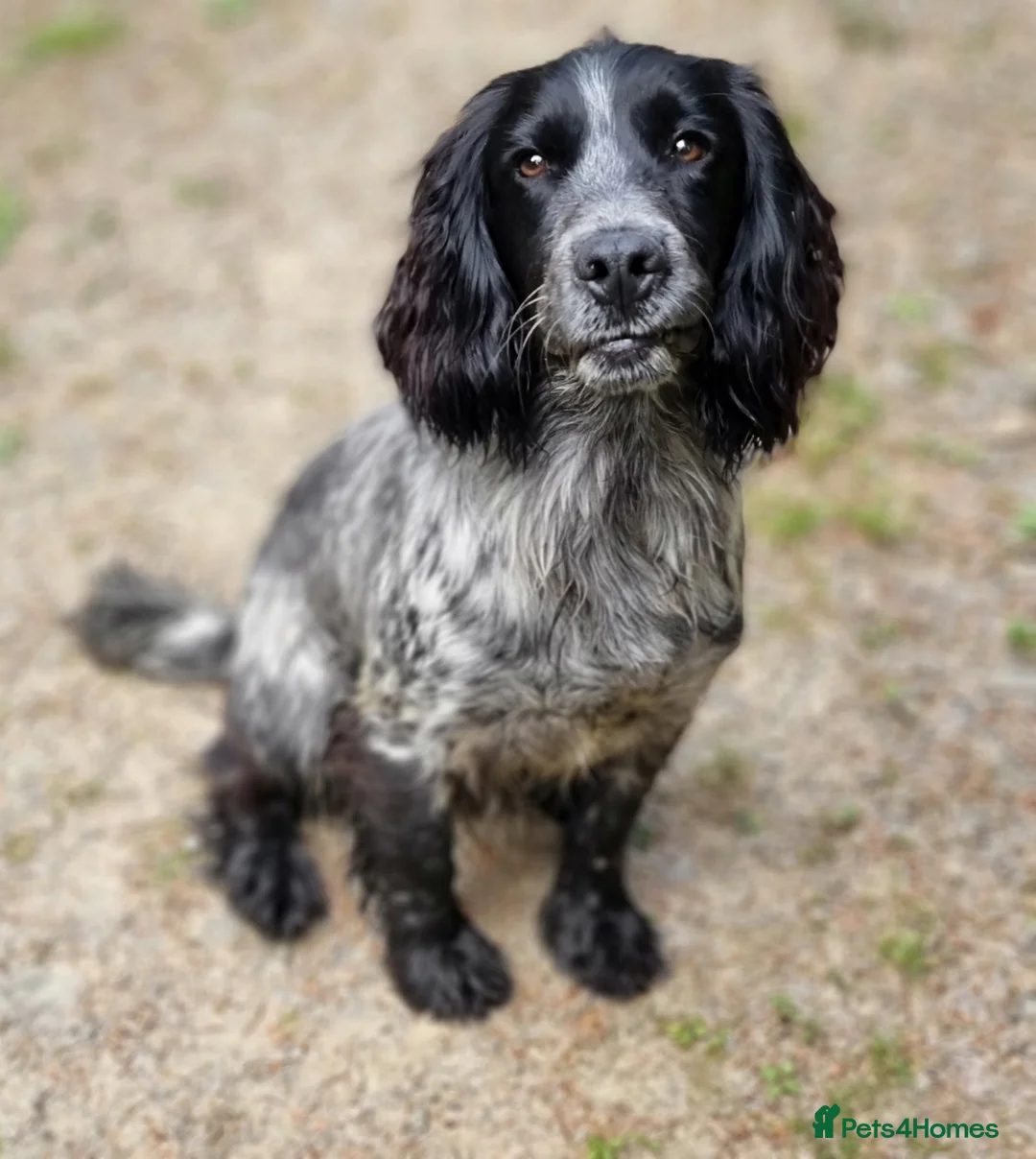 Cocker Spaniel dogs for stud: Blue Roan Cocker Stud  in Alford - Advert 7