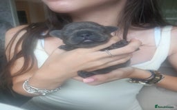 French Bulldog dogs for sale: French bulldog pups  - Image 13