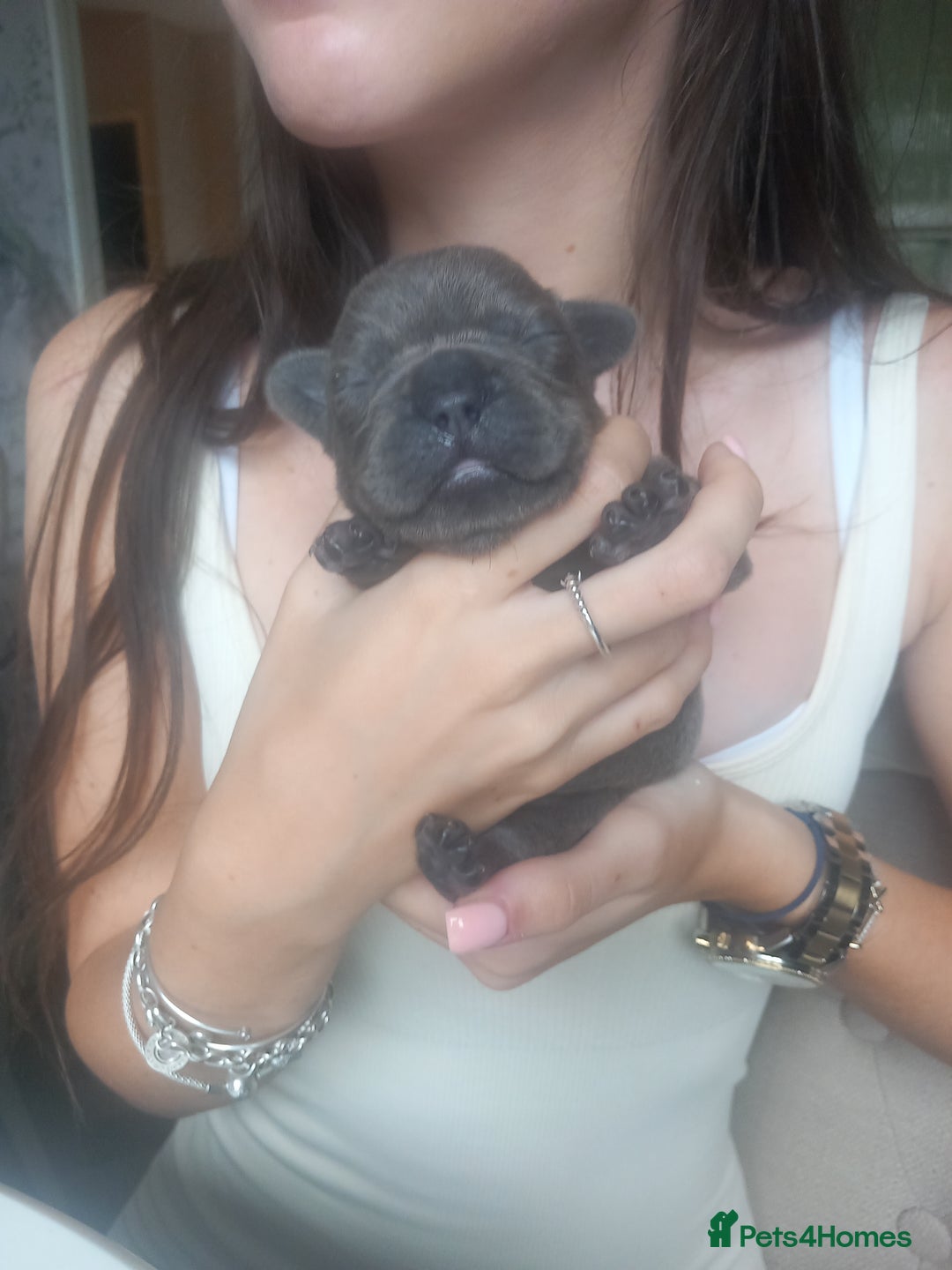 French Bulldog dogs for sale: French bulldog pups  - Image 13