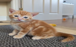 Domestic Shorthair cats for sale: Adorable Kittens Looking for Their Forever Homes - Image 1