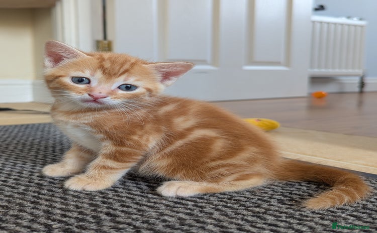 Domestic Shorthair cats - Advert 3