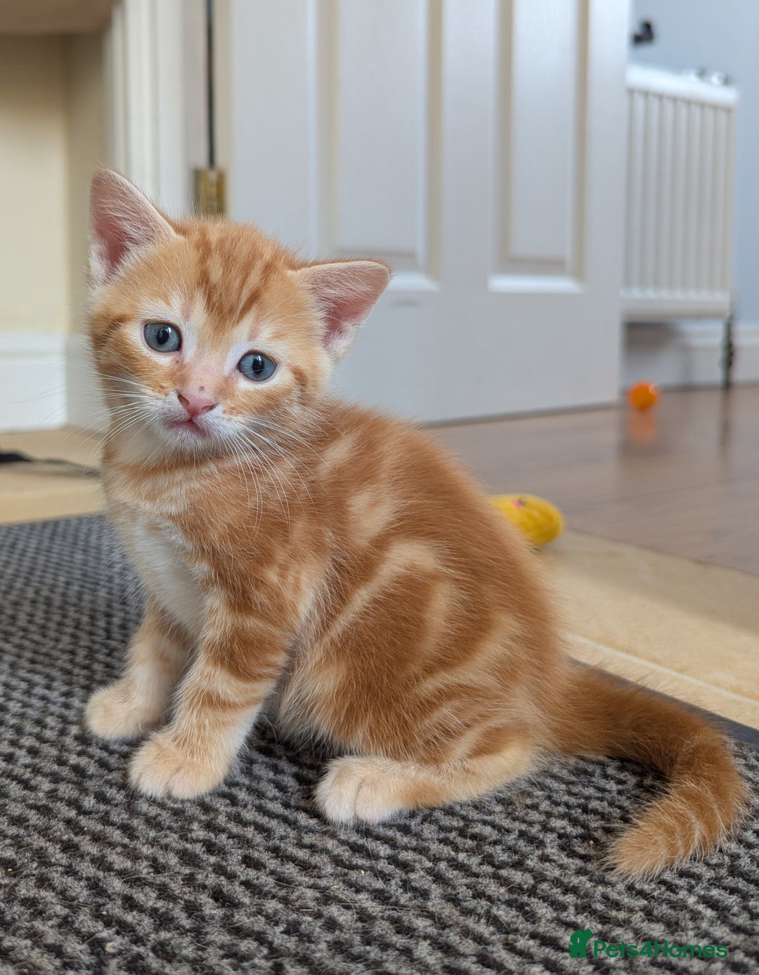 Domestic Shorthair cats for sale: Adorable Kittens Looking for Their Forever Homes - Image 1