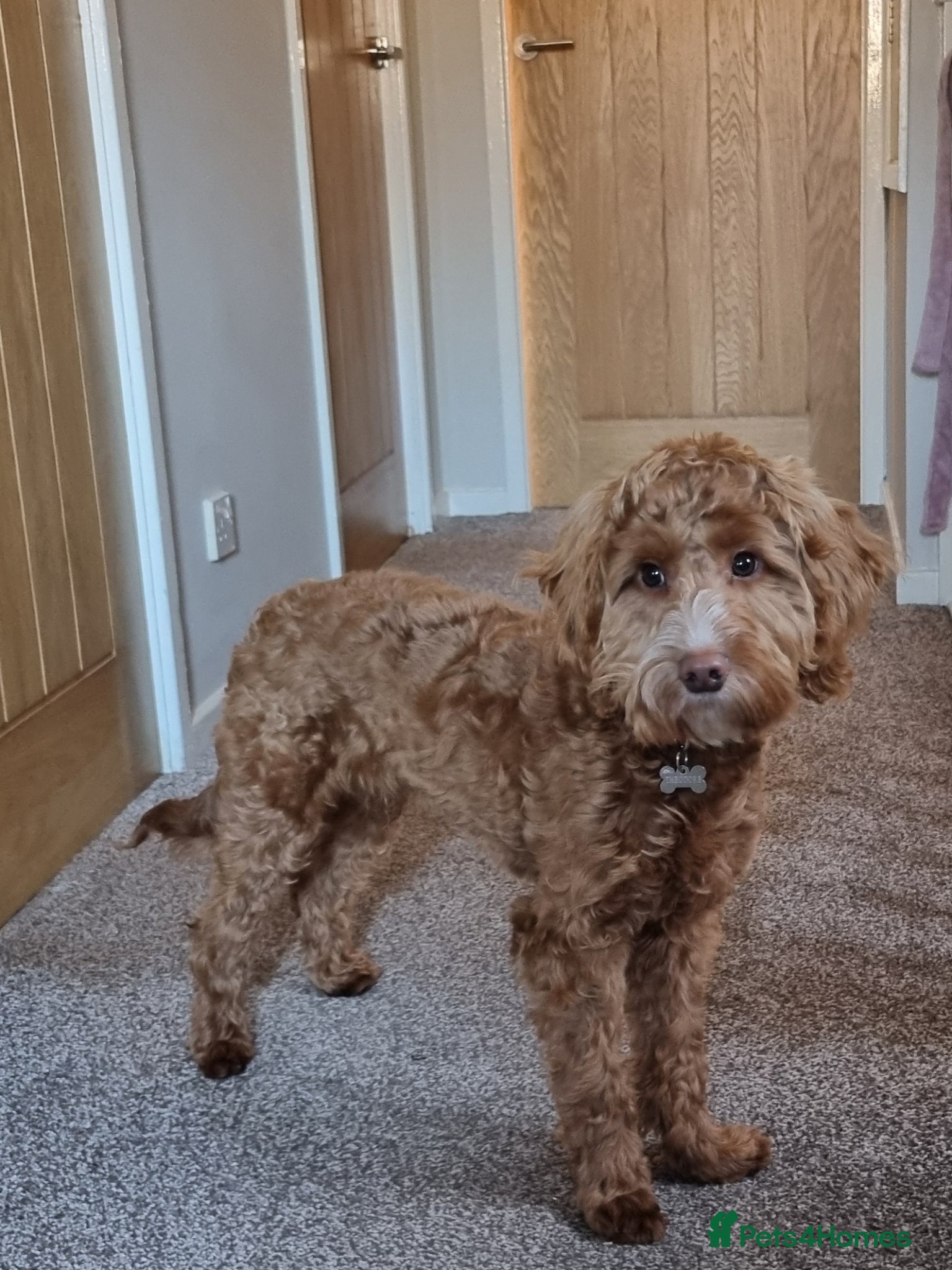 Cockapoo dogs F1 Cockapoo for sale - Advert 7