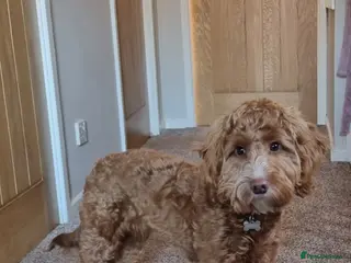 Cockapoo dogs F1 Cockapoo for sale - Advert 1