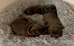 Staffordshire Bull Terrier dogs for sale: KC reg Staffordshire Bull Terrier Blue Puppies - Image 3