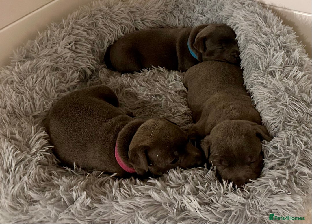 Staffordshire Bull Terrier dogs for sale: KC reg Staffordshire Bull Terrier Blue Puppies - Image 3
