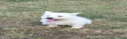 West Highland Terrier dogs for sale: Lovely adult female looking for new home  - Advert 2