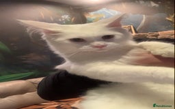 Maine Coon cats for sale: White Maine coon girl spayed TICA registered  - Image 6