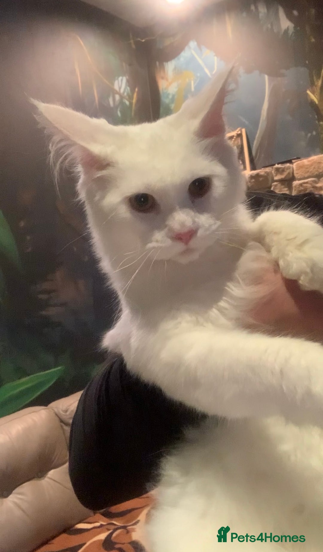 Maine Coon cats for sale: White Maine coon girl spayed TICA registered  - Image 6