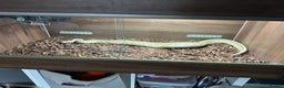 Python Snake reptiles for sale: Royal python females x2 in Tadley - Advert 3