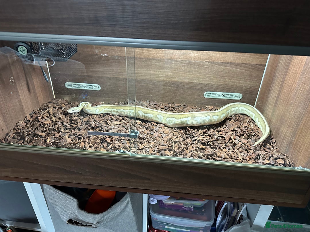 Python Snake reptiles for sale: Royal python females x2 in Tadley - Advert 3