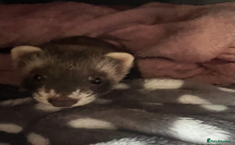 Ferret rodents - Advert 3