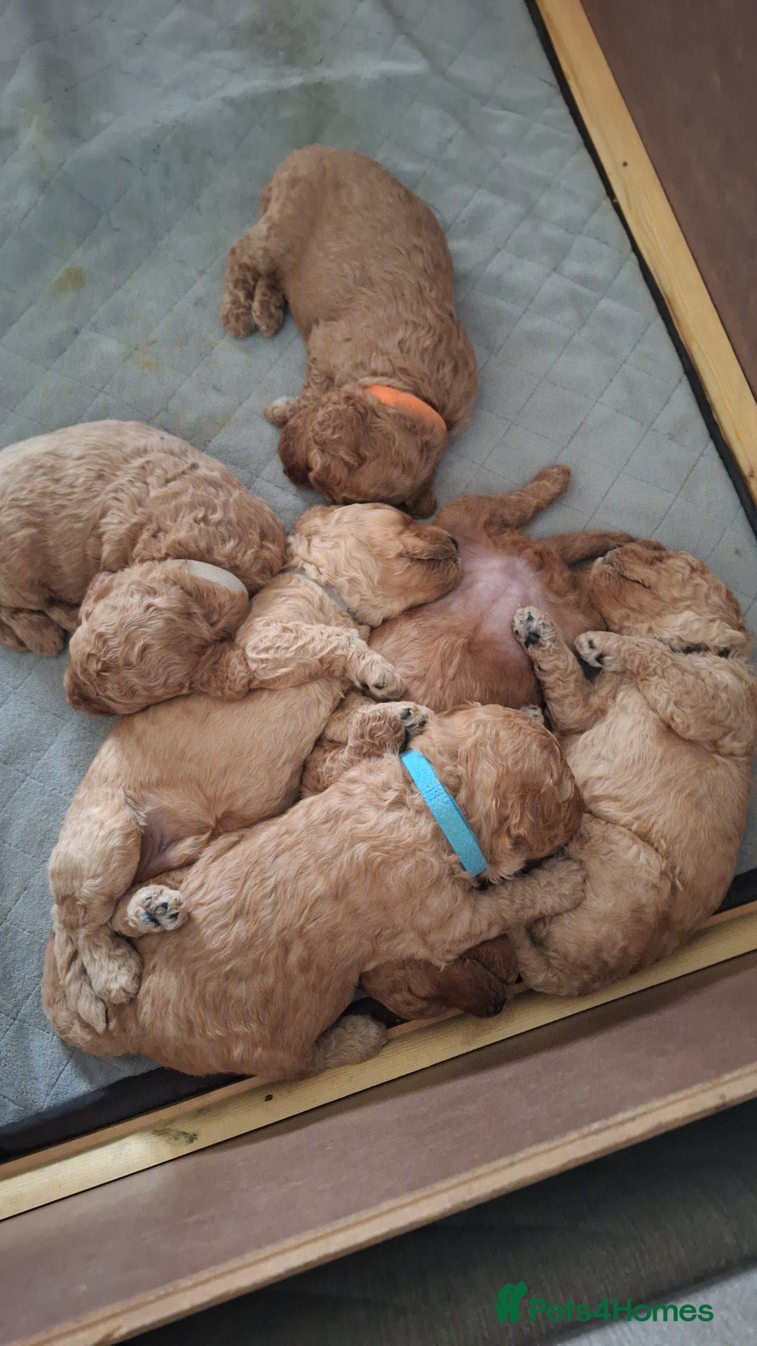 Cavapoo dogs for sale: Amazing Cavapoo's 🐶❤️ - Image 26