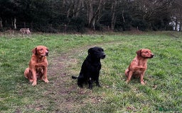 Labrador Retriever dogs for stud: Black Labrador Retriever – At Stud. KC Registered in Salisbury - Image 7