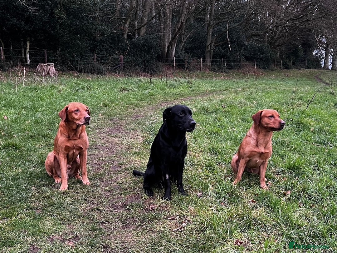 Labrador Retriever dogs for stud: Black Labrador Retriever – At Stud. KC Registered in Salisbury - Image 7