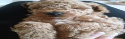 Mixed Breed dogs for sale: 3 Adorable F2B crested poos in Withernsea - Advert 3