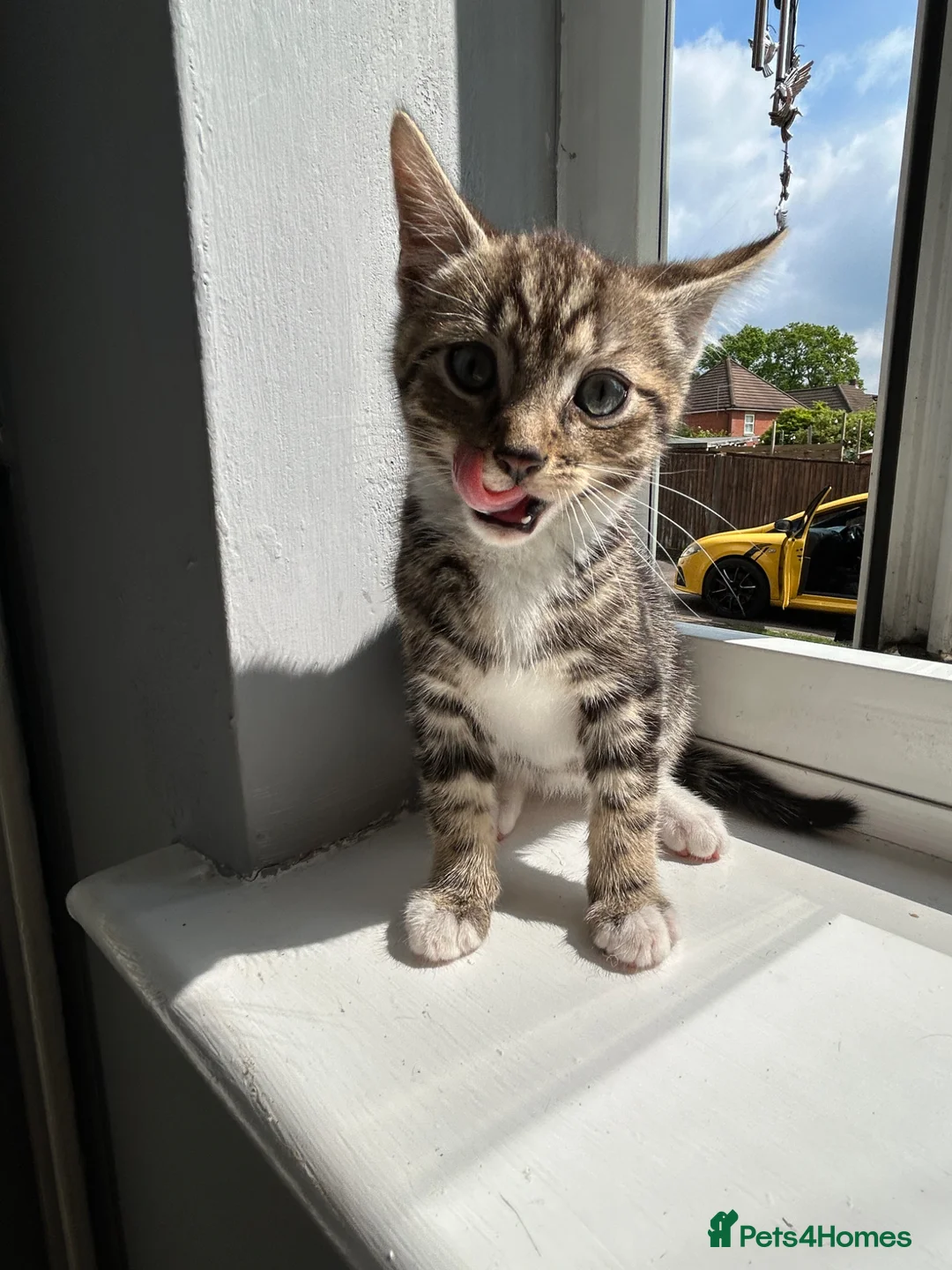 Mixed Breed cats for sale: STUNNING ABYSSINIAN X TAB URGENTLY NEEDING HOME🚨 - Advert 2