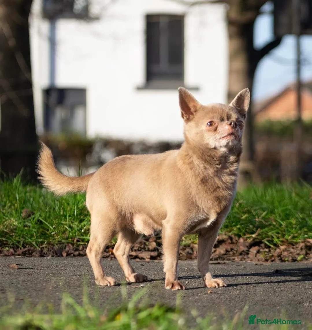 Chihuahua dogs for stud: Lilac KC Shorthaired Stud in Leeds - Advert 14