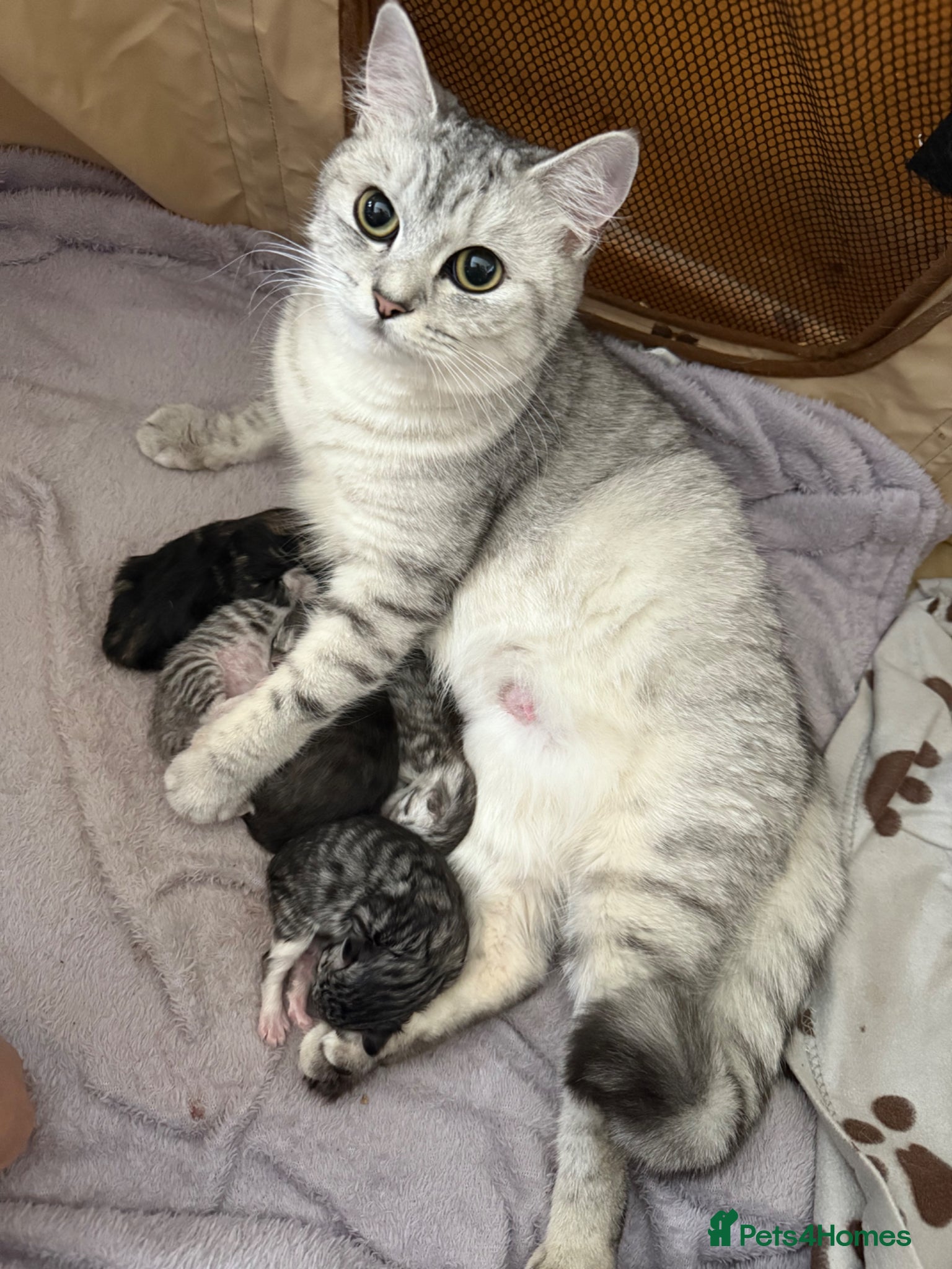 Mixed Breed cats for sale: Maine coon x Persian kittens  - Advert 4