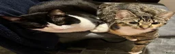Mixed Breed cats for sale: Tuxedo cross tabby  in Houghton le Spring - Advert 2