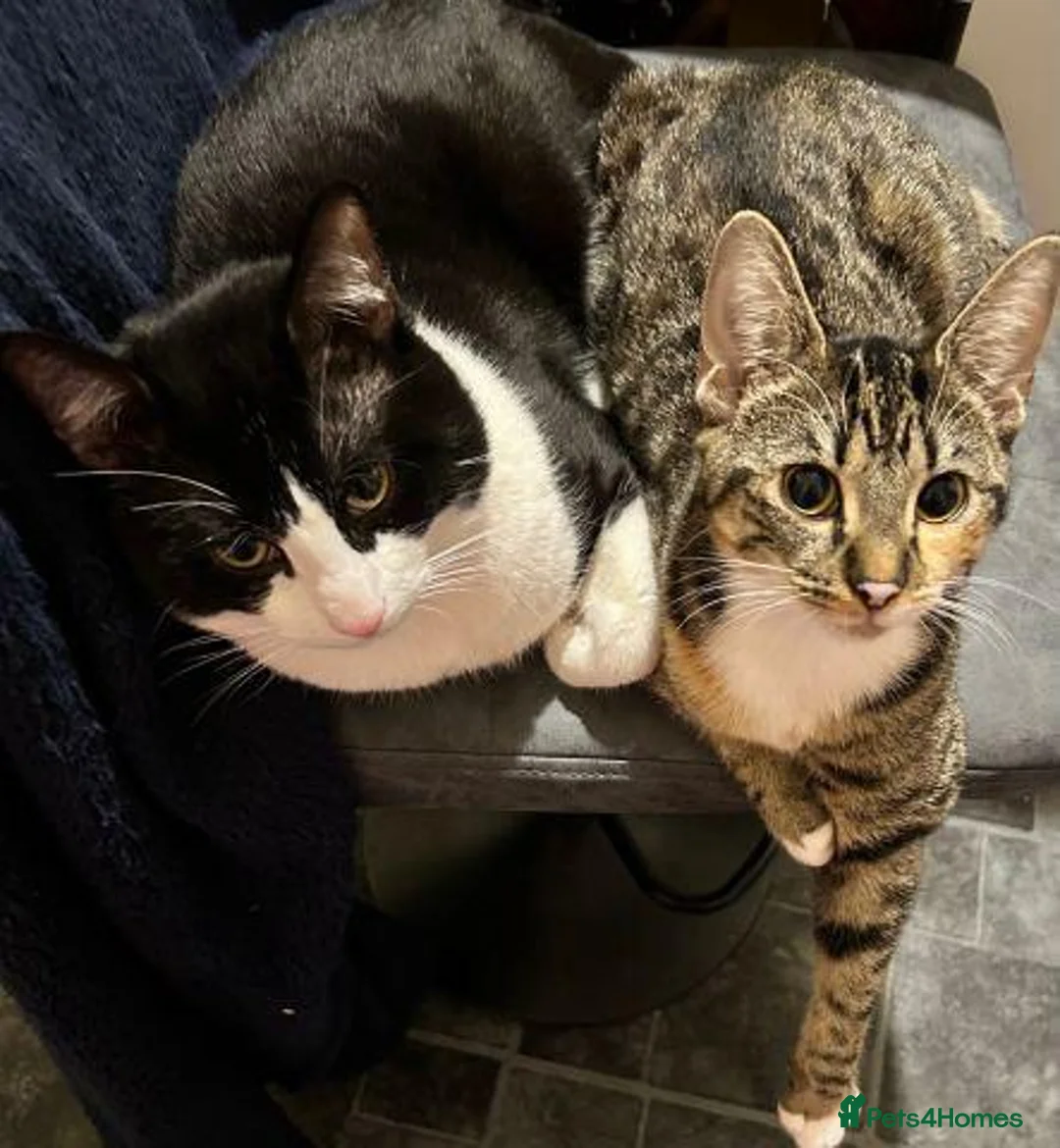 Mixed Breed cats for sale: Tuxedo cross tabby  in Houghton le Spring - Advert 2