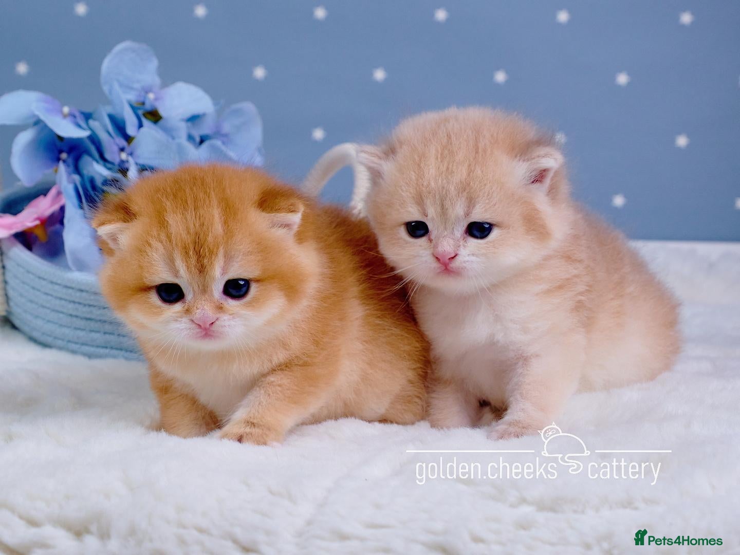 British Shorthair cats Exceptional Kittens from Outstanding Bloodlines  - Advert 1