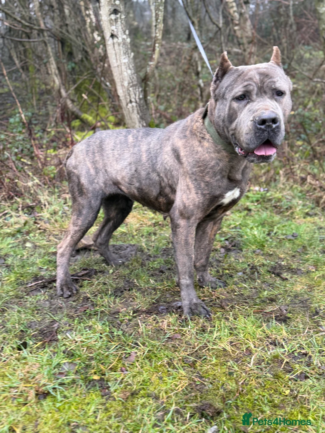 Bandog dogs for sale: Slovakian Mastiff - Advert 2