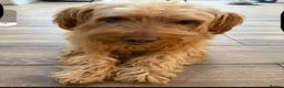 Mixed Breed dogs for adoption: 🥺 teddy needs help 💔❤️ - Advert 8