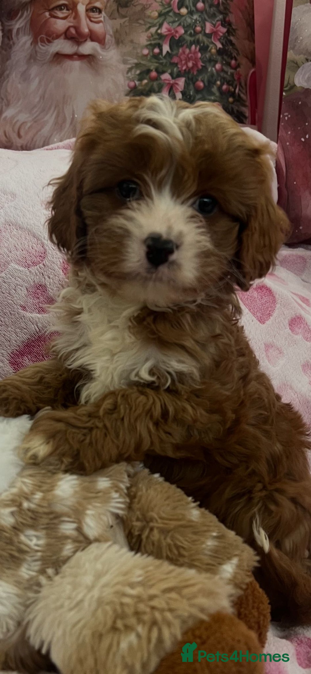 Cavapoo dogs for sale: Cavapoo puppies ready now 🏡 - Advert 4