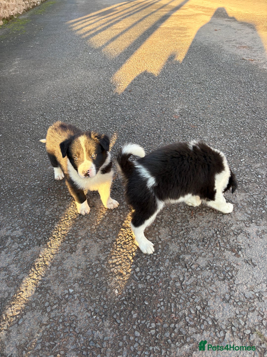 Border Collie dogs for sale: Beautiful Collie Pups - Ready for  **  - £895 - Advert 15