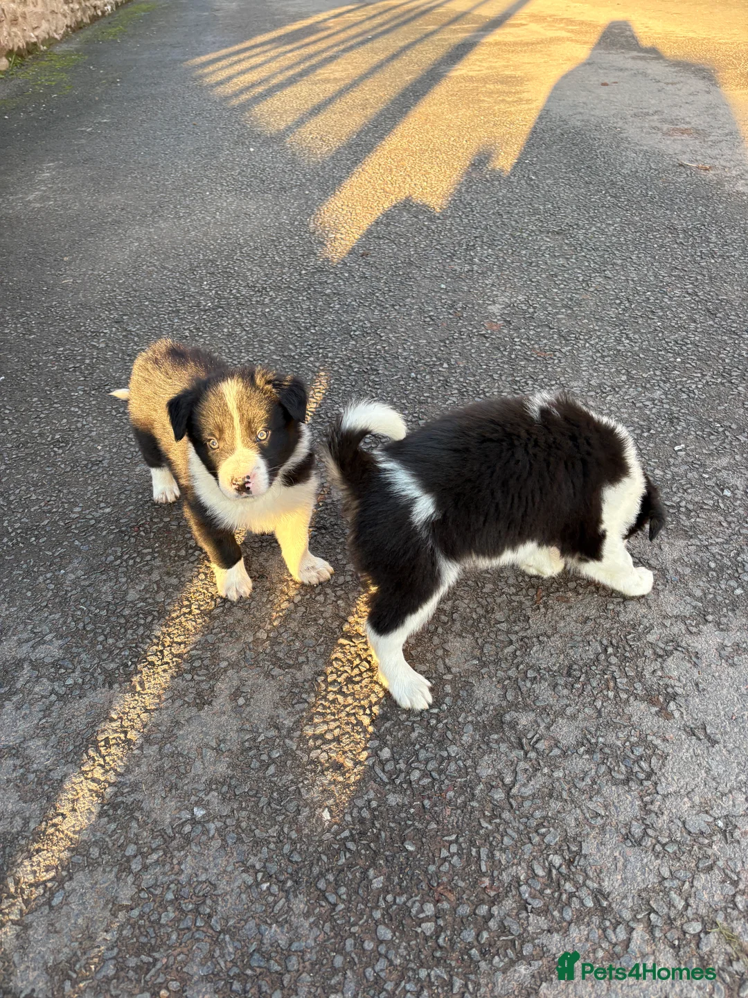 Border Collie dogs for sale: Beautiful Collie Pups - Ready for  **  - £895 - Advert 6