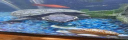 Turtle reptiles for sale: Musk Turtle, incl fish, tank/aquarium + equipment. - Advert 7