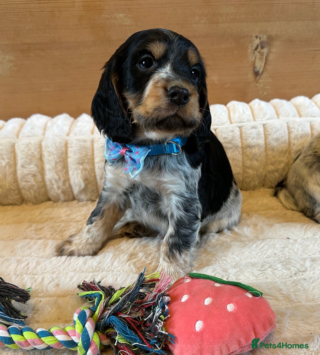 Cocker Spaniel dogs for sale: KC Registered Show Type Cocker Spaniel Puppies  - Advert 11