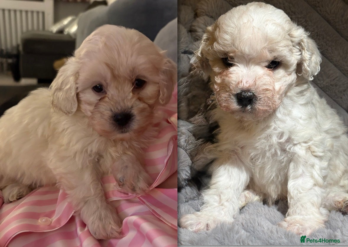 Shihpoo dogs Shihpoos for sale   - Advert 1